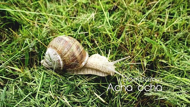Damdamin - Acha ocha (recorded with Meldway Grand)